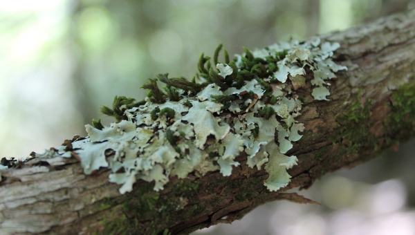 Epiphytic lichen diversity and sustainable forest management: fostering the link between multi-taxon diversity and forest multifunctionality