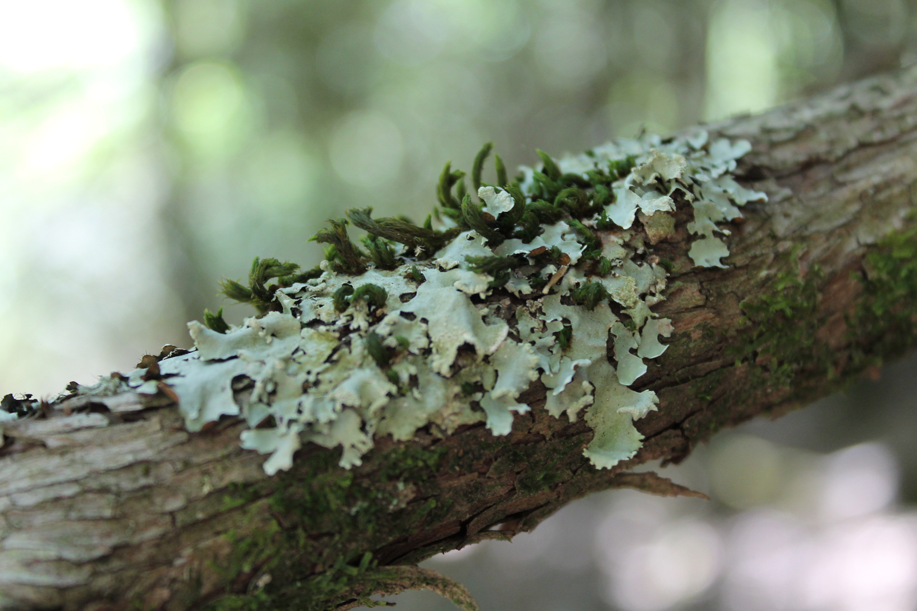 Flavoparmelia caperata - Photo by: Giorgio Brunialti