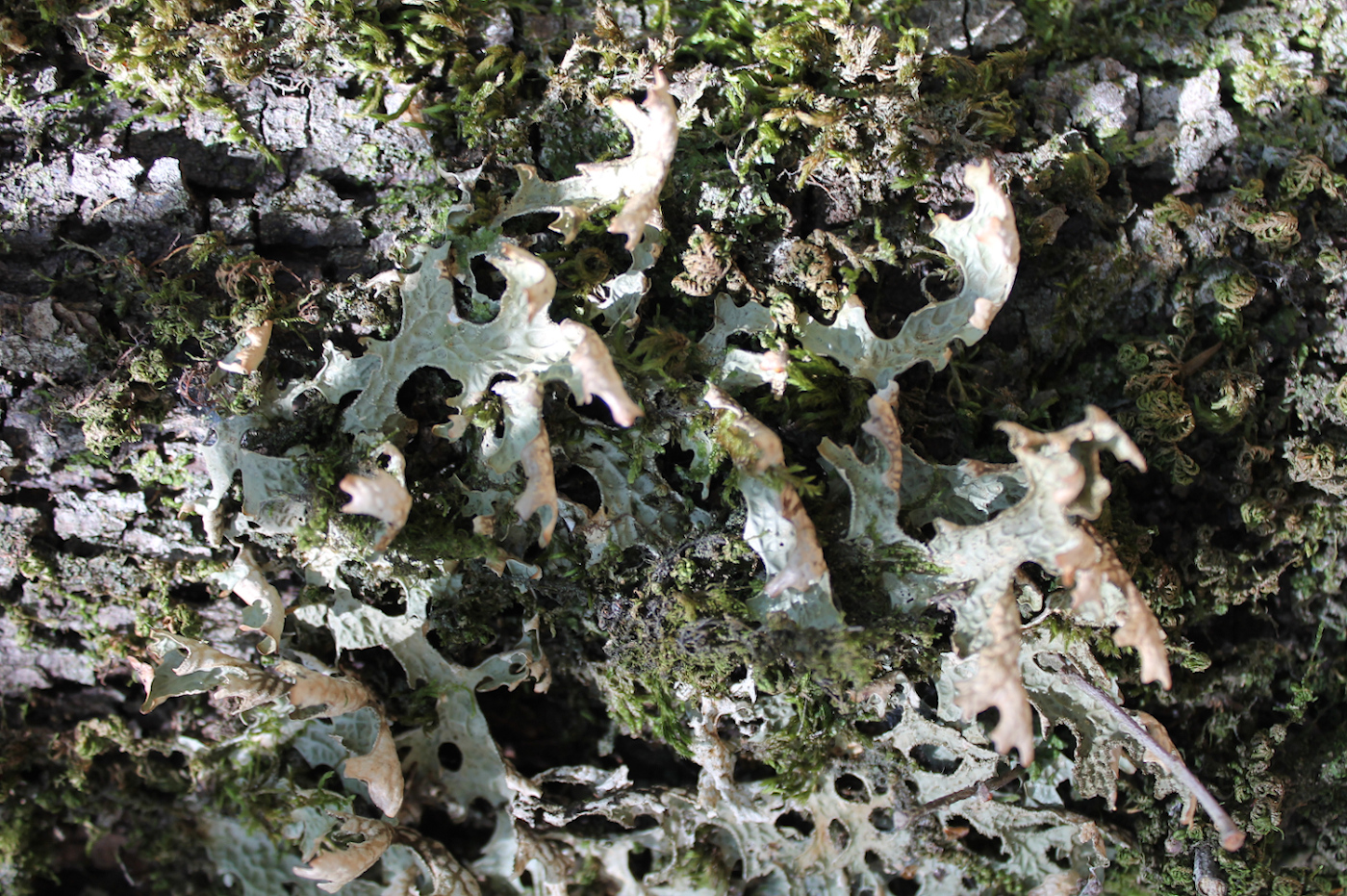 Lobaria pulmonaria - Photo by: Giorgio Brunialti