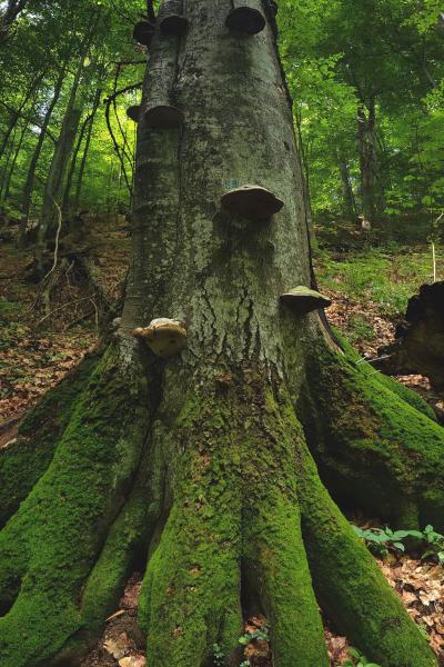 Broken Standing Dead Beech With Fungi In Uholka Ua