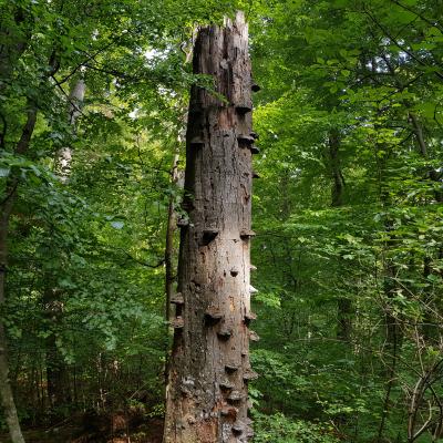 Broken Standing Dead Beech With Fungi In Uholka2 Ua.jpg