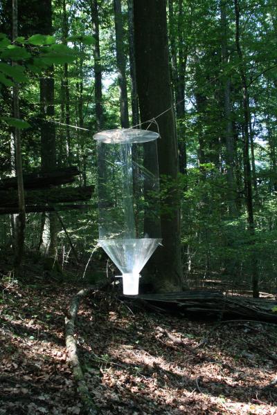 Flight Interception Trap For Beetles In Sihlwald2 Ch