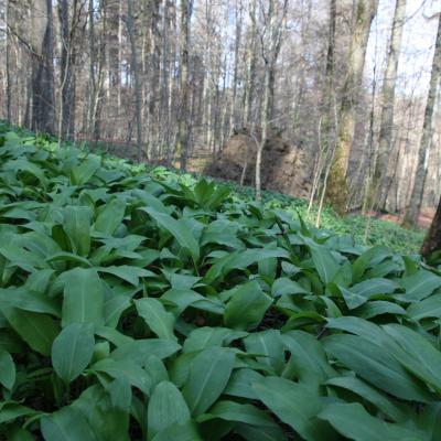 Wild Garlic Allium Ursinum In Sihlwald Ch