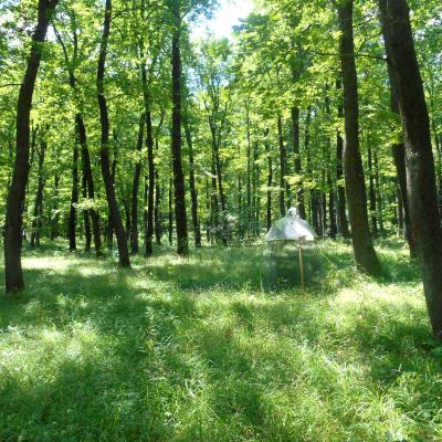 Malaise Trap In Pilis Gap Experiment Hu