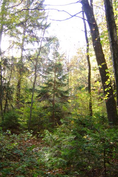 Mixed Forest In Orseg Hu