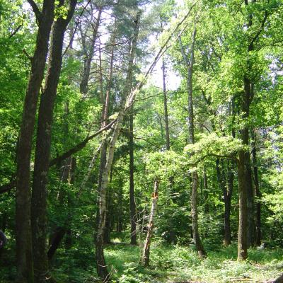 Mixed Stand Of Szalafo Forest Reserve Hu