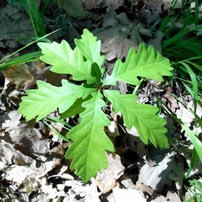 Quercus Petraea Seedling Hu