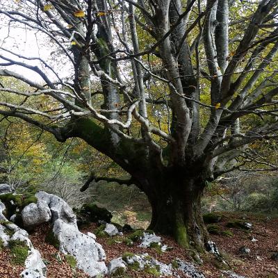 Gorbeea Natural Park Fagus Sylvatica Trasmocho