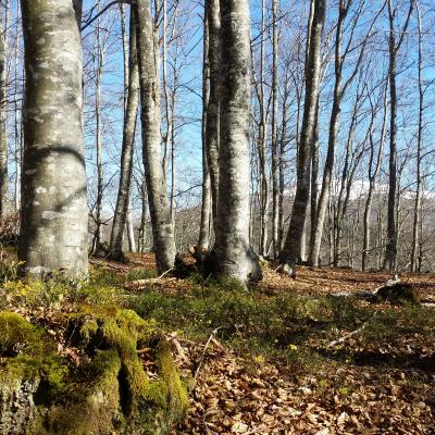 Gorbeia Natural Park Beech Forest