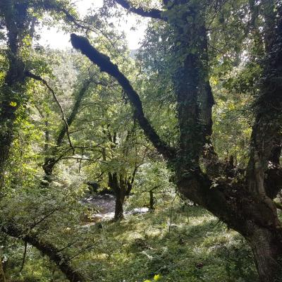 Gorbeia Natural Park Q. Pyrenaica Forest Trasmochos