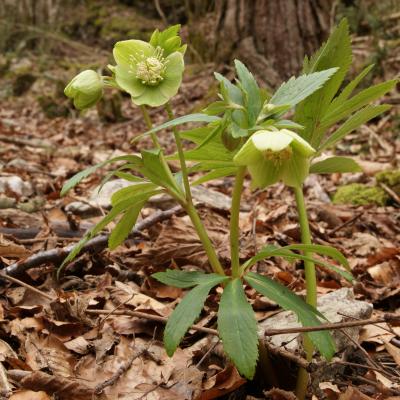 Helleborus Occidentalis Beech Forest