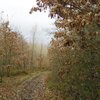 Orbaneja Burgos Province Q Pyrenaica Forest