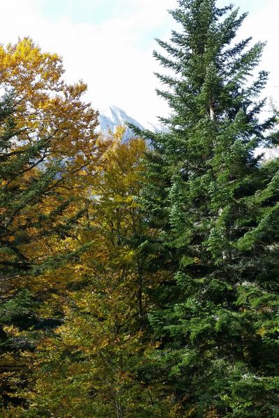 Pyrenees Gamoeta Fir Beech Forest 1