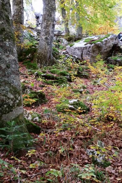 Pyrenees Gamoeta Fir Beech Forest 2