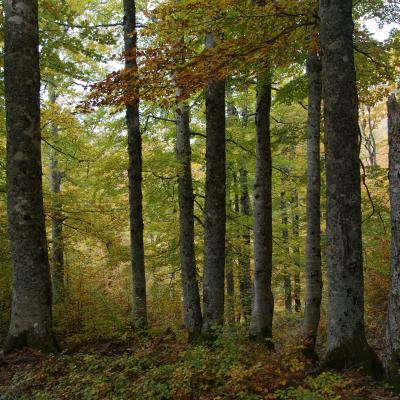 Pyrenees Gamoeta Fir Beech Forest 4