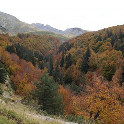 Pyrenees Gamoeta Fir Beech Forest 5