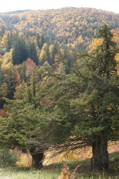 Pyrenees Gamoeta Fir Beech Forest 6