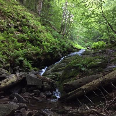 A Stream Within Fraktos Forest Rodopi Mountain Gr