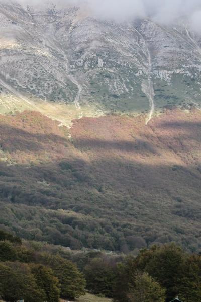 Beech Forest In Autumn In Majella It