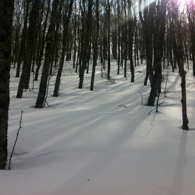 Beech Forest In Winter