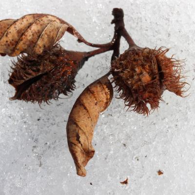 Beech Fruits On The Snow
