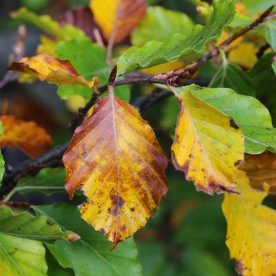 Beech Leaves In Autumn