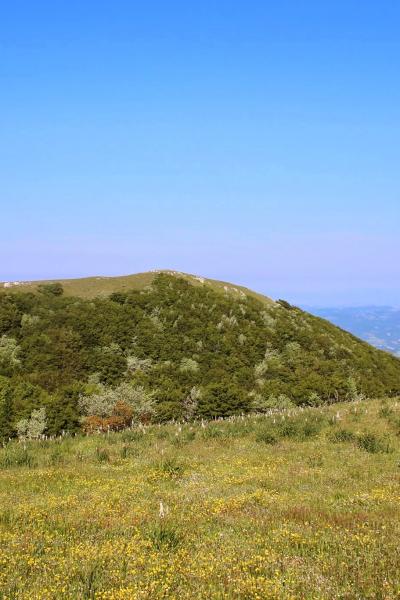 Recently Formed Mixed Woodland In Central Italy