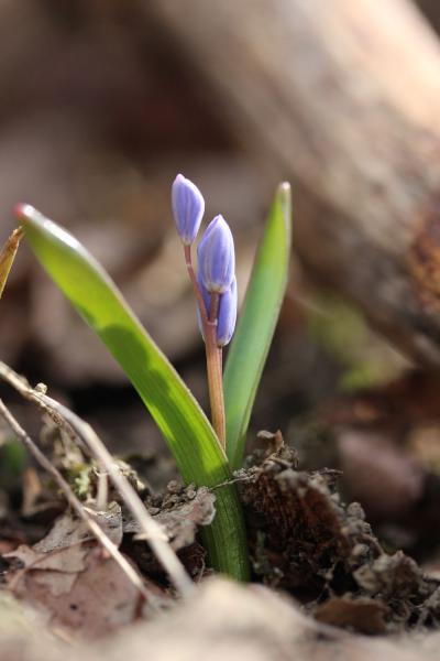 Scilla Bifolia Buds