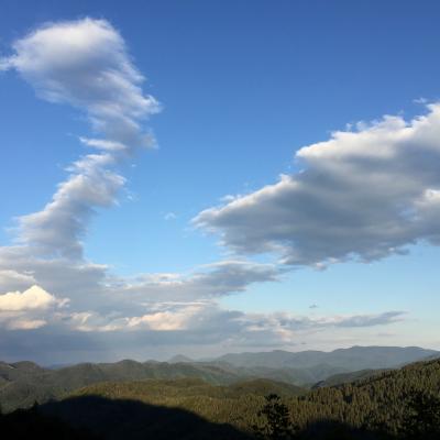 Wide Extent Of Forest In The Rodopi Mountains Gr