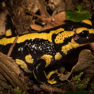 Salamandra Salmandra Terrestris