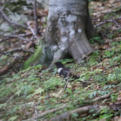 Turdus Torquatus