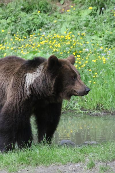 Ursus Arctos Female