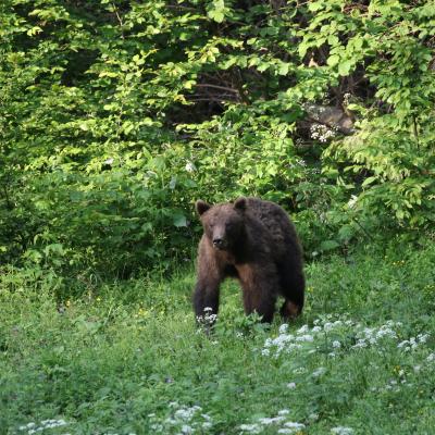 Ursus Arctos