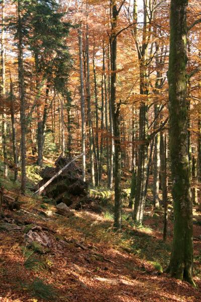 Automn Vosges 3