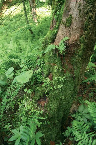 Epiphytes Alps