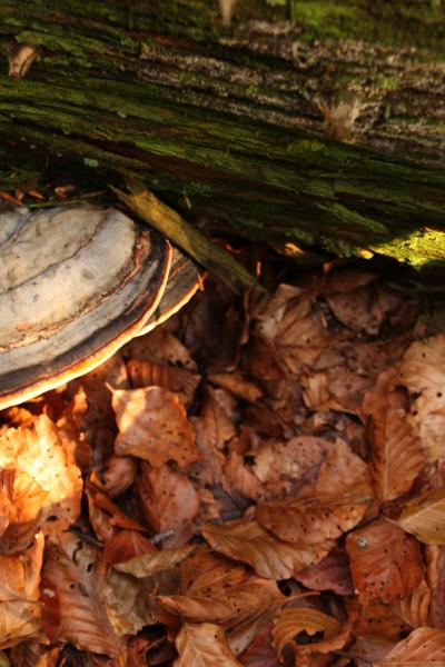 Fomitopsis