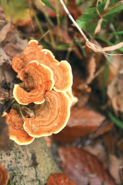 Fungi Fontainebleau2
