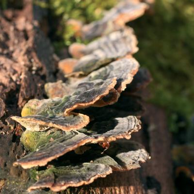 Fungi Fontainebleau