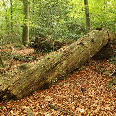 Log Fontainebleau