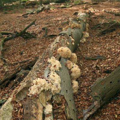 Logs Fungi Fontainebleau