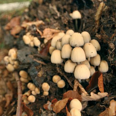 Saproxylic Fungi Fontainebleau