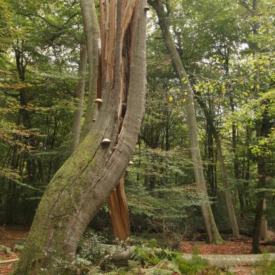 Splintered Snag Fontainebleau