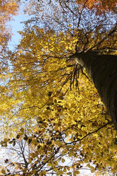 Tree From Below Automn