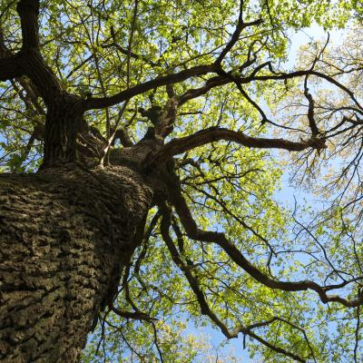 Tree From Below Spring