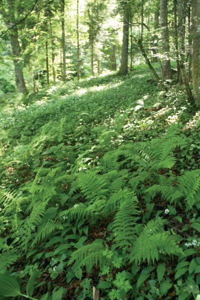 Understory Alps