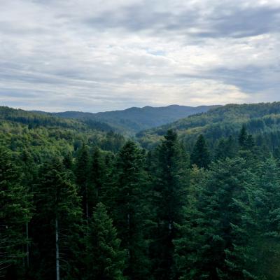 Gorski Kotar Croatia Silver Fir Forest