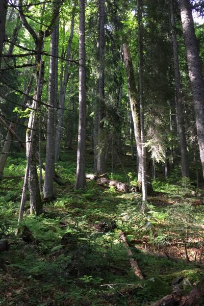 Lying Deadwood In Parangalitsa Bg